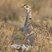 Lesser Prairie-Chicken
